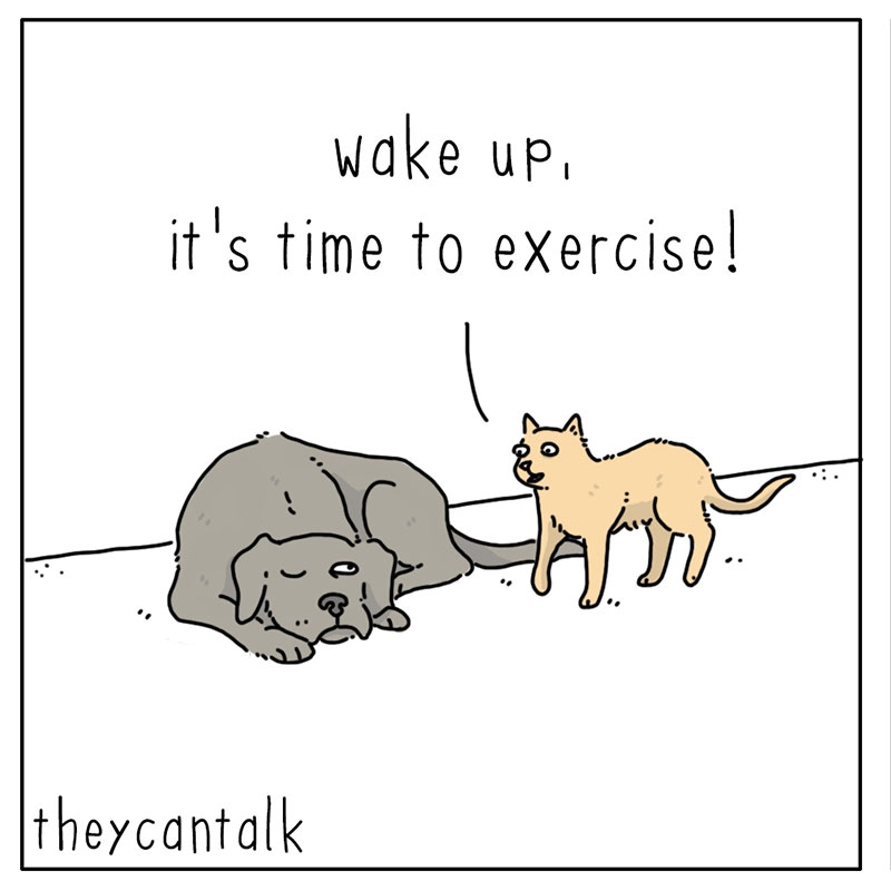 https://cdn.tinyview.com/they-can-talk/2023/01/16/exercise/cat_exercise1.jpg