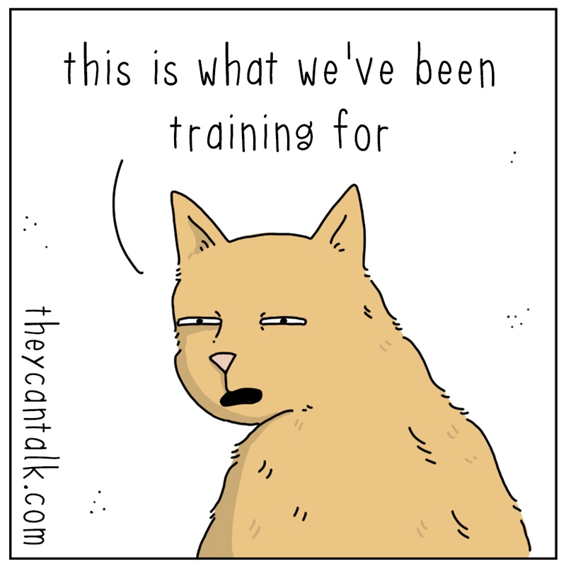 https://cdn.tinyview.com/they-can-talk/2023/10/02/showtime/cat_training3.jpg
