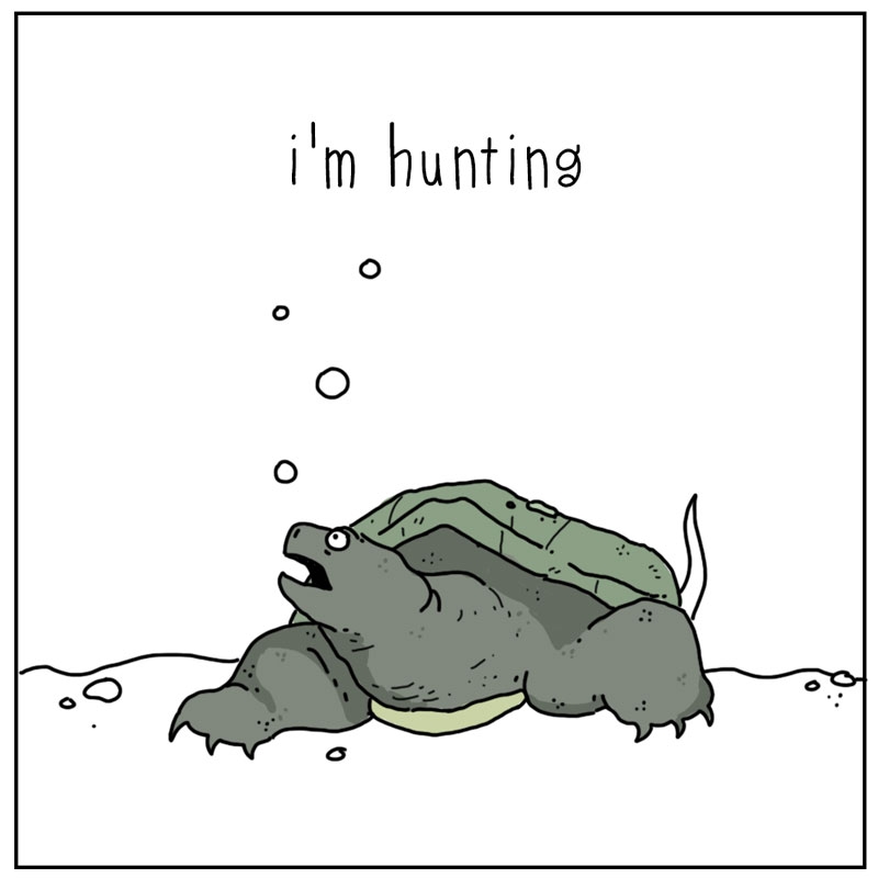 https://cdn.tinyview.com/they-can-talk/2023/10/09/hunting/turtle_hunting2.jpg