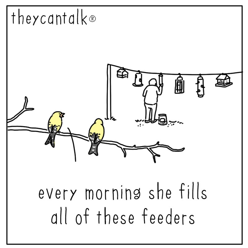 https://cdn.tinyview.com/they-can-talk/2024/07/15/every-morning/bird_everything1.jpg