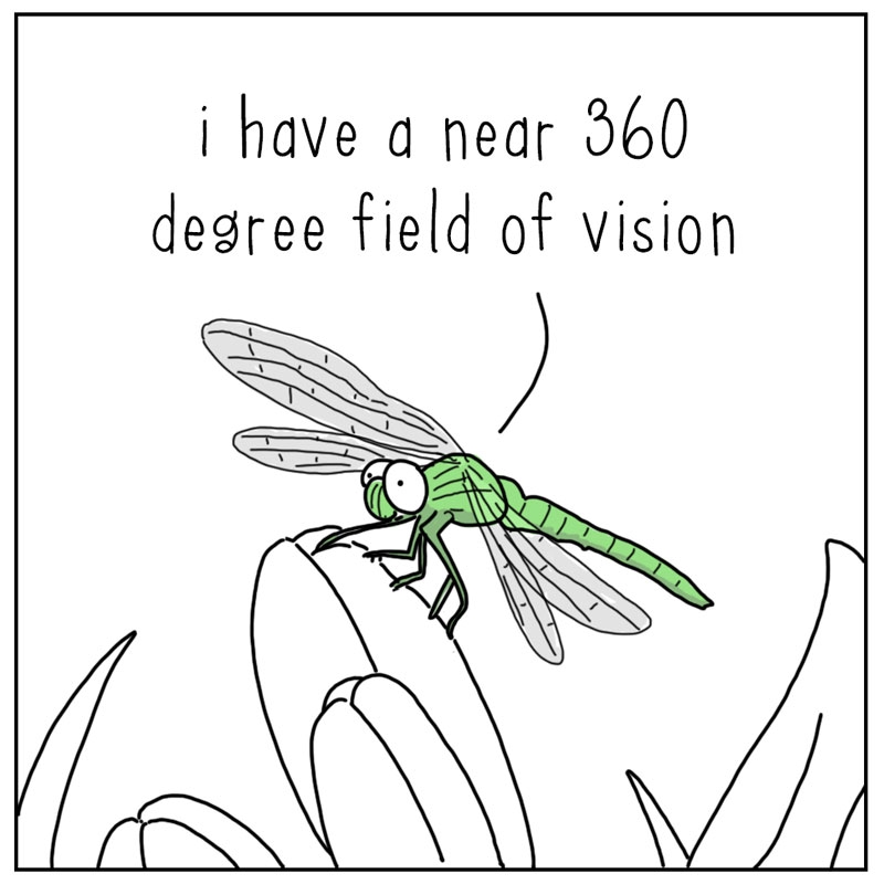 https://cdn.tinyview.com/they-can-talk/2024/07/29/vision/dragonfly_vision2.jpg