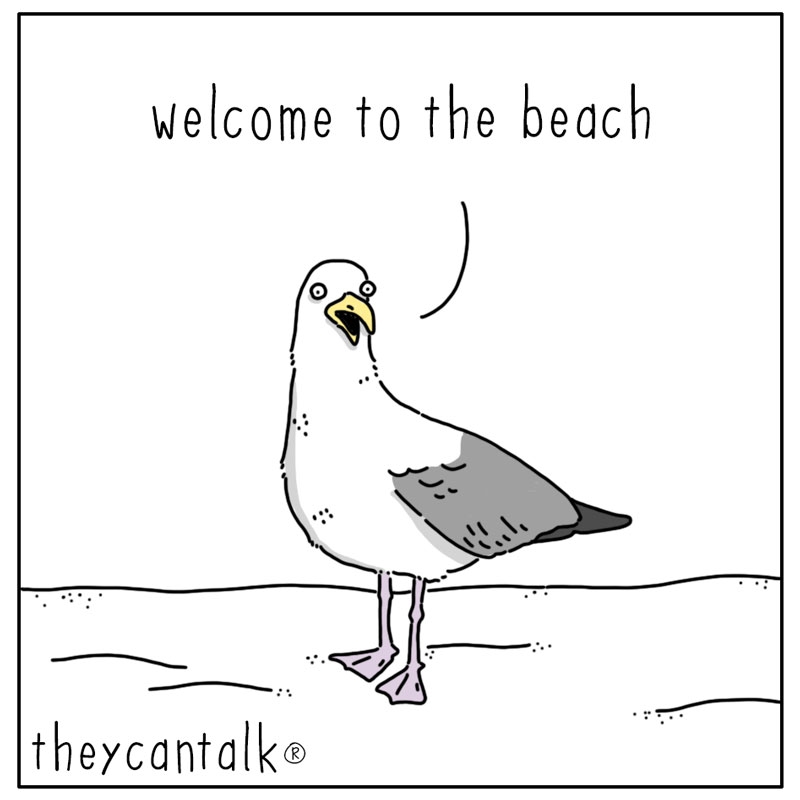 https://cdn.tinyview.com/they-can-talk/2024/08/12/serenade/seagull_song1.jpg