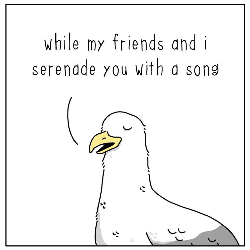 https://cdn.tinyview.com/they-can-talk/2024/08/12/serenade/seagull_song3.jpg