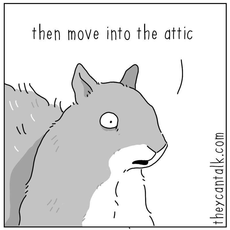 https://cdn.tinyview.com/they-can-talk/2025/05/19/home/squirrel_attic4.jpg