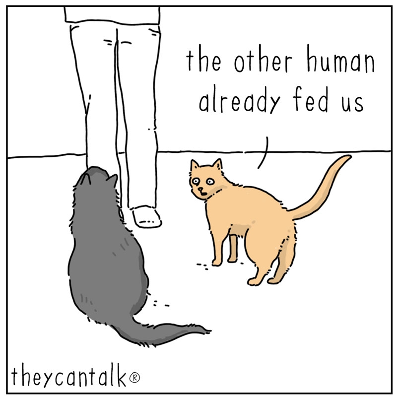 https://cdn.tinyview.com/they-can-talk/2025/06/09/communication/cat_communication1.jpg
