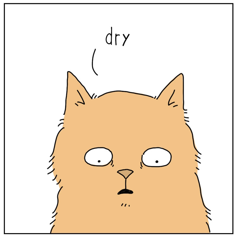 https://cdn.tinyview.com/they-can-talk/2025/07/25/dry-food/cat_dry4.jpg