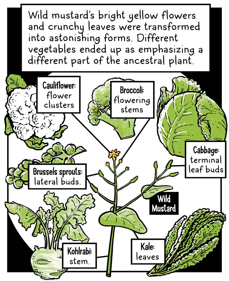 https://cdn.tinyview.com/brief-histories/2024/08/07/a-brief-history-of-broccoli/broccoli4_v2.jpg