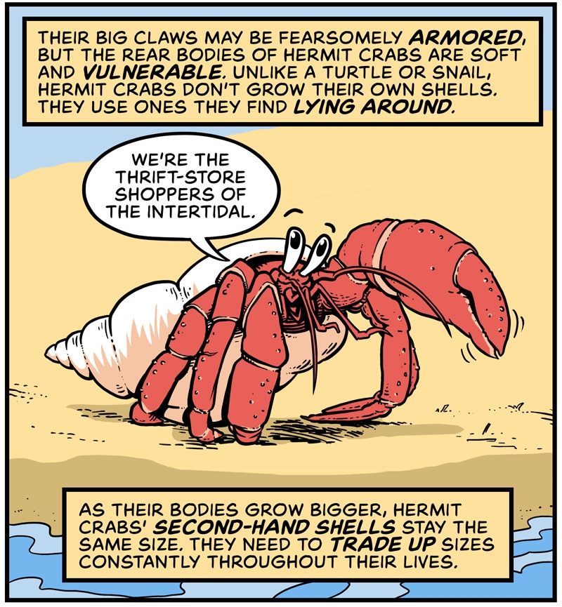 https://cdn.tinyview.com/in-science-we-trust/2025/06/11/did-you-know-hermit-crabs-line-up-for-shells/DYK-Hermit-Crabs-1.jpg