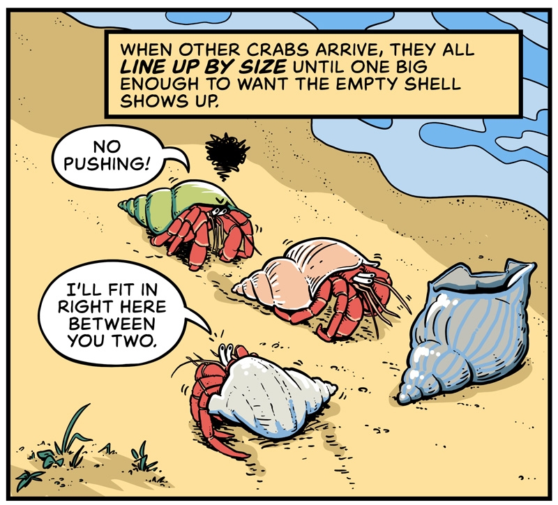https://cdn.tinyview.com/in-science-we-trust/2025/06/11/did-you-know-hermit-crabs-line-up-for-shells/DYK-Hermit-Crabs-3.jpg