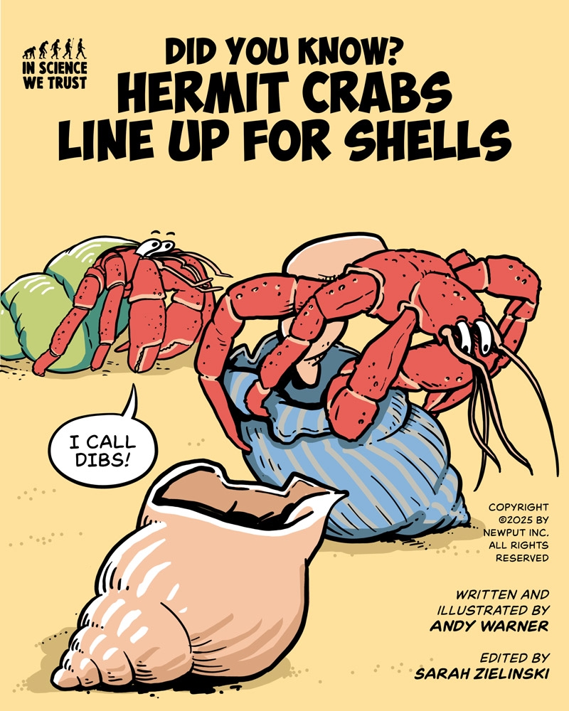 https://cdn.tinyview.com/in-science-we-trust/2025/06/11/did-you-know-hermit-crabs-line-up-for-shells/DYK-Hermit-Crabs-Cover.jpg