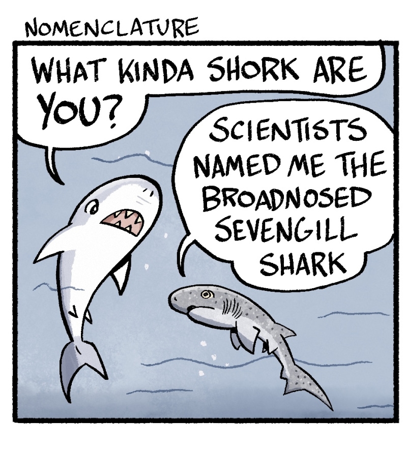 https://cdn.tinyview.com/skullpizza/2025/07/22/shork-week-nomenclature/1panel.jpg