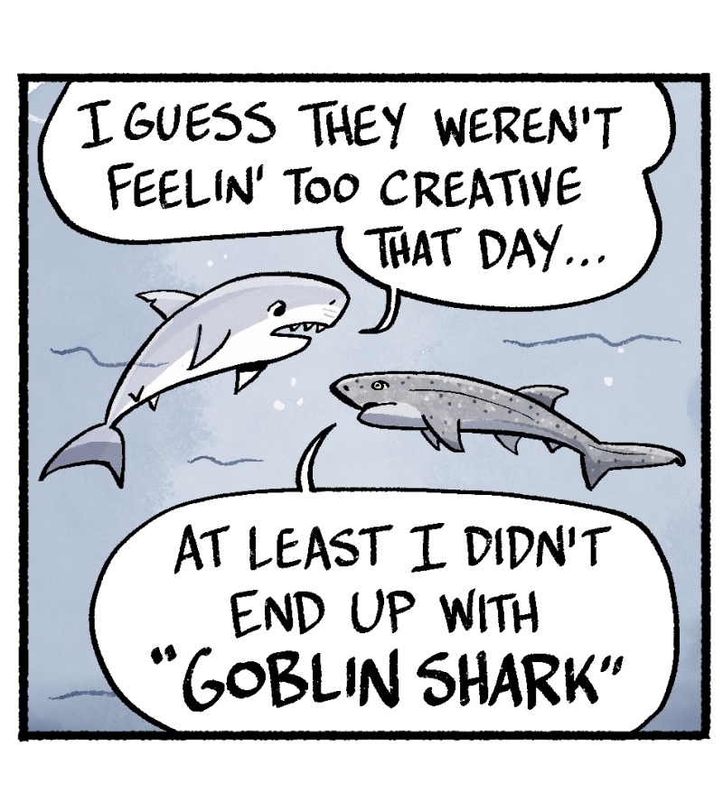 https://cdn.tinyview.com/skullpizza/2025/07/22/shork-week-nomenclature/2panel.jpg